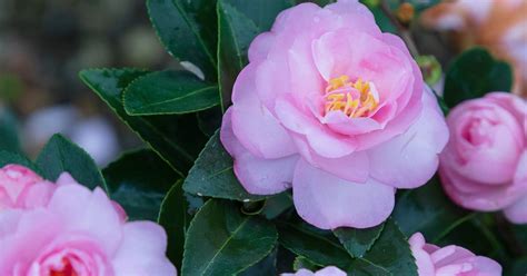 The Meaning and Symbolism of Autumn Magic Shi Shi Camellias